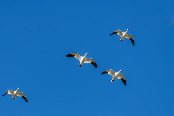 Снежные гуси, летающие в голубом небе в Канаде, красивые белые птицы во время миграции
 