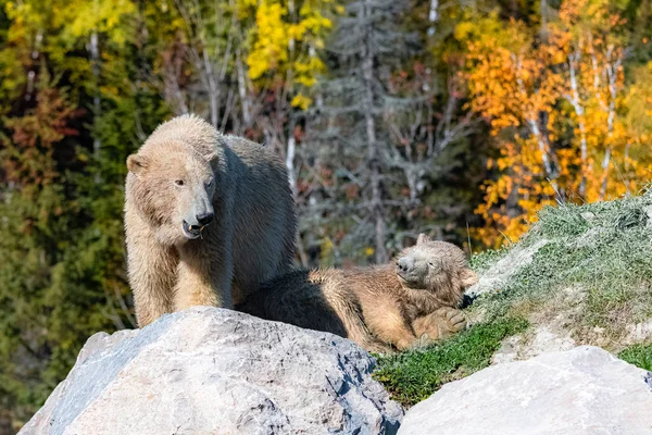 Orsi Bianchi Canada Madre Suo Figlio Autunno Nella Foresta — Foto Stock