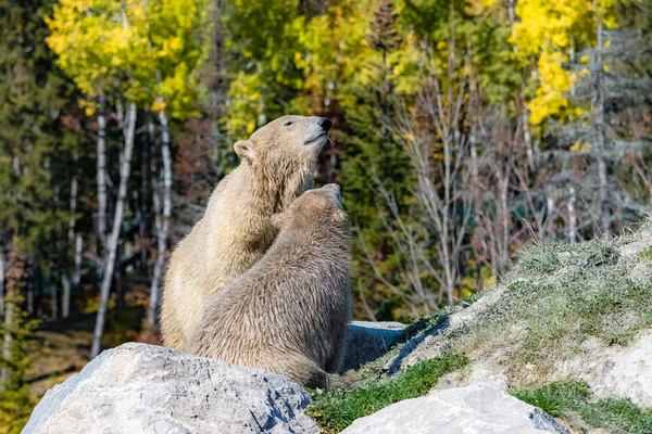 Ursos Brancos Canadá Mãe Seu Filho Outono Floresta — Fotografia de Stock