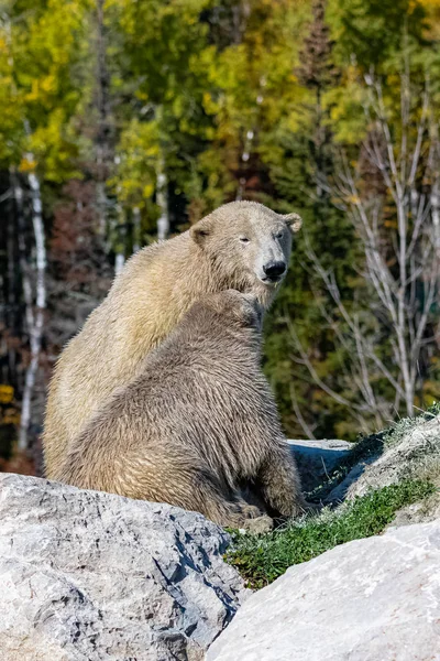 Białe Niedźwiedzie Kanadzie Matka Jej Dziecko Jesienią Lesie — Zdjęcie stockowe