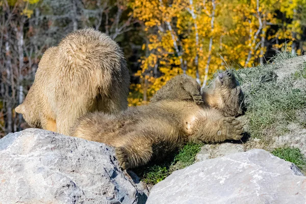 Osos Blancos Canadá Madre Hijo Otoño Bosque — Foto de Stock