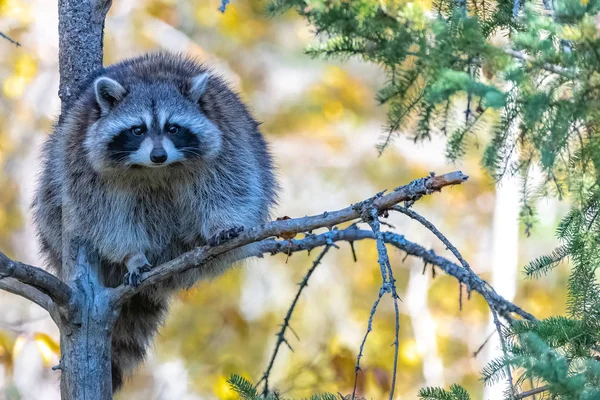 Ein Waschbär Auf Einem Baum Kanada Prokyon Lotor Portrait — Stockfoto