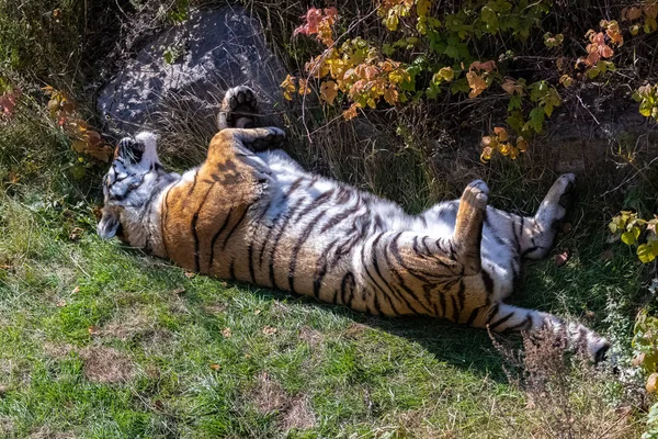Тигр Пантера Тигрица Портрет Тигра Спящего Траве Спине — стоковое фото