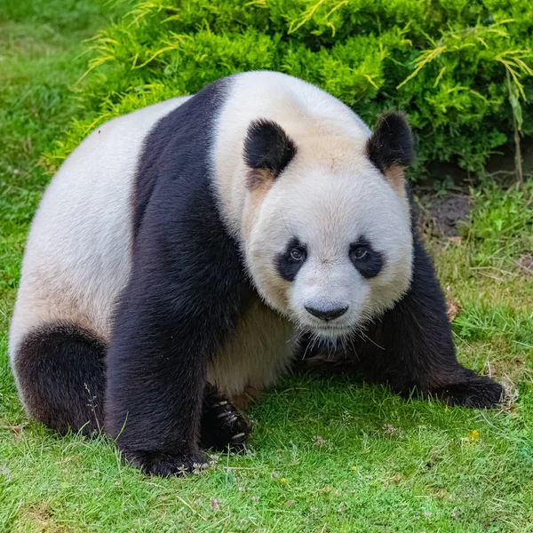 Obří Panda Mladá Medvědovina Panda Která Sedí Trávě Legrační Postoj — Stock fotografie