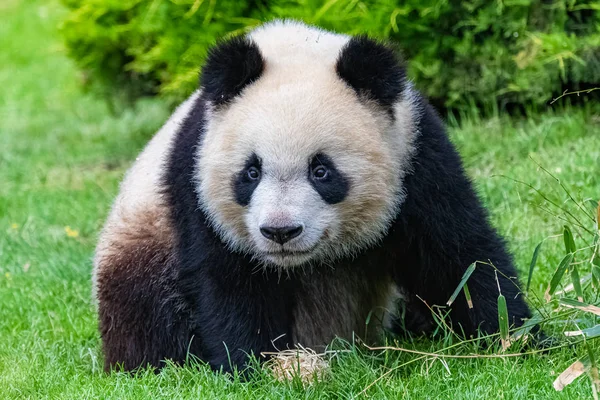 Óriás Panda Fiatal Medve Panda Fűben Vicces Hozzáállás — Stock Fotó