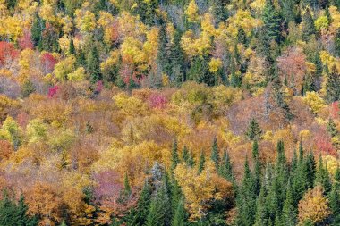 Kanada 'da bir orman, sonbahar boyunca, ağaçların güzel renkleri