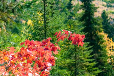 Kanada 'da bir dalda kırmızı yapraklar, Hint yazı boyunca, sonbaharın renkleri.