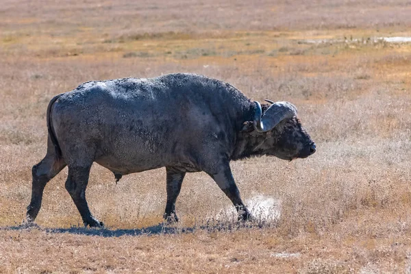 Ein Büffel Der Savanne Tansania Der Caldera Von Ngorongoro — Stockfoto