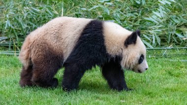 Çimenlerde yürüyen genç panda, profil portresi