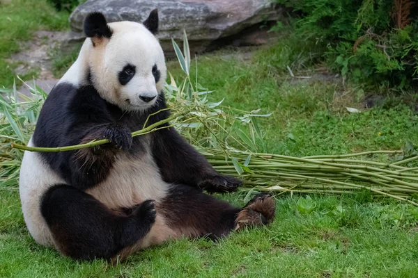 Mladý Obr Panda Sedí Trávě Portrét — Stock fotografie