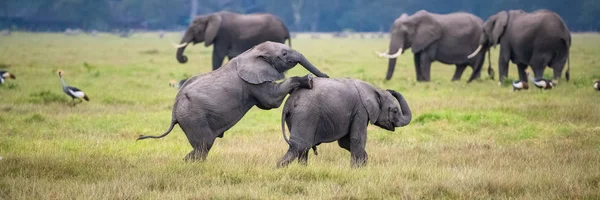 Dos Elefantes Jóvenes Jugando Juntos África Animales Lindos Parque Amboseli — Foto de Stock