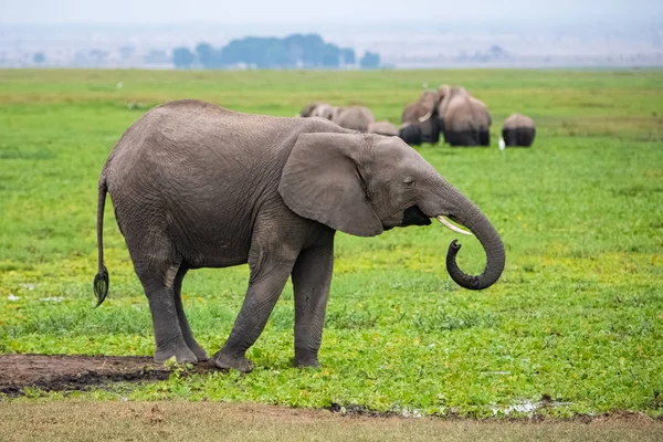 ケニアのアンボゼリ公園にある可愛い動物ですアフリカの沼で飲んでいる若い象は — ストック写真