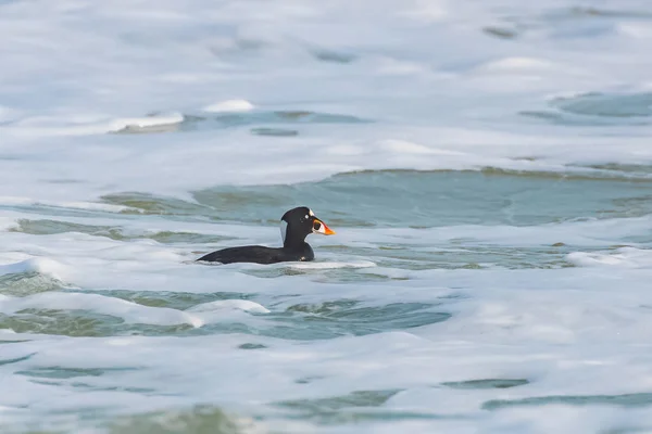 Surf Scoter, Melanitta perspicillata, duck swimming on a wave in the Pacific ocean