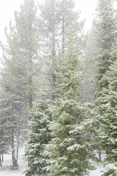 Snow storm in the forest, under the pines trees
