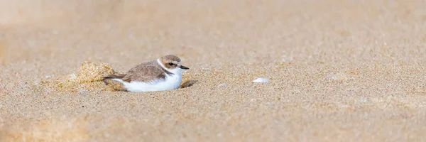 Calidris Alba Sanderling Vogel Zittend Het Zand Slapend Een Gat — Stockfoto