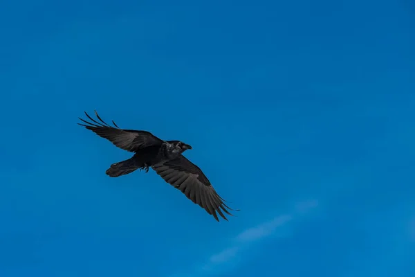 Schwarze Krähe Fliegt Blauem Himmel Porträt — Stockfoto
