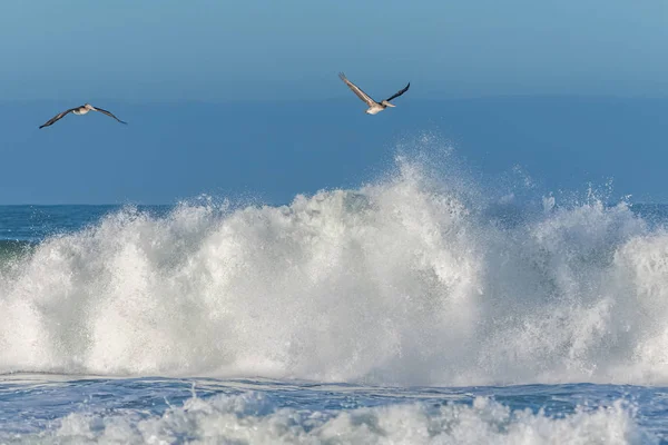 Brun Pelikaner Flyger Lågt Över Stor Våg Kalifornien — Stockfoto