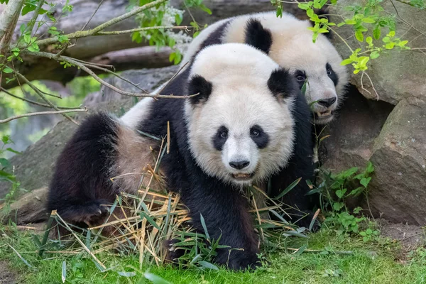 Reuzenpanda Berenpanda Moeder Zoon Die Samen Spelen — Stockfoto