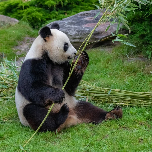 Mladý Obr Panda Jíst Bambus Trávě Portrét — Stock fotografie