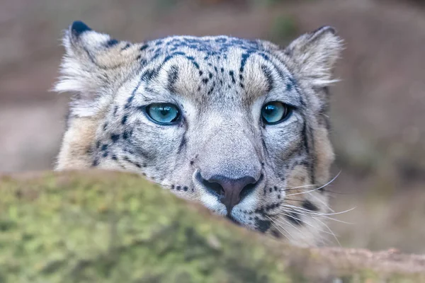 雪のヒョウ パンテラアンシア 岩の後ろに隠され — ストック写真