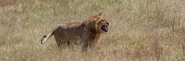 Lev Řvoucí Divoké Trávě Savaně Tanzanii — Stock fotografie