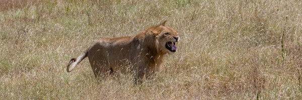 A lion roaring in wild grasses in the savannah, in Tanzania