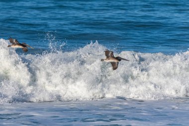 Kahverengi pelikanlar California 'da büyük bir dalganın üzerinde alçaktan uçuyorlar.