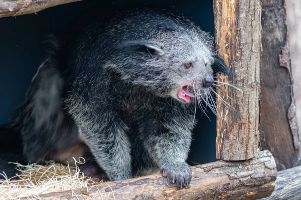 Arctictis Binturong Portrait Animal Mignon Bâillant — Photo