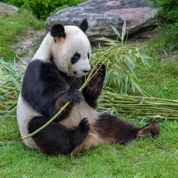 Genç dev panda çimenlerde bambu yiyor, portre