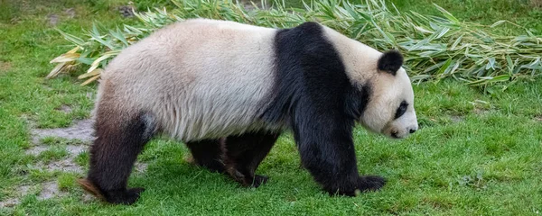 Mladá Panda Kráčející Trávě Portrét Profilu — Stock fotografie