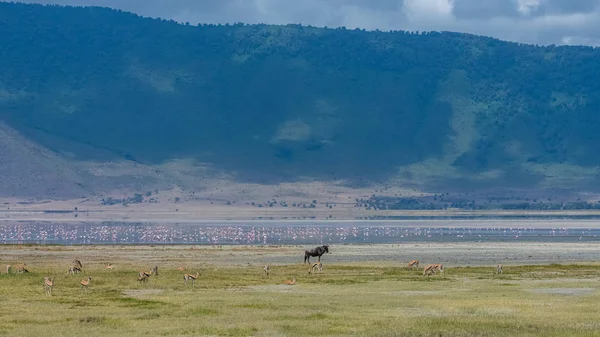 Tanzânia Vista Para Cratera Ngorongoro Bela Paisagem Com Diferentes Animais — Fotografia de Stock