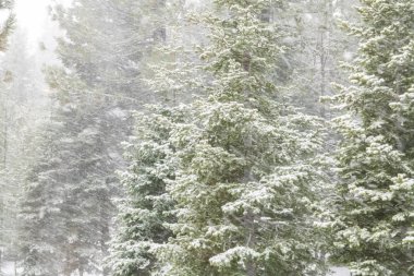 Ormanda kar fırtınası, çam ağaçlarının altında