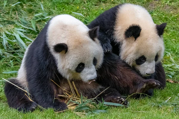 Obří Pandy Medvědí Pandy Matka Syn Spolu — Stock fotografie