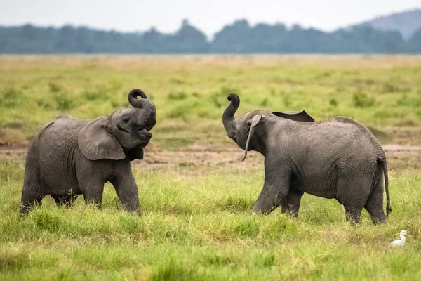 Dos Elefantes Jóvenes Jugando Juntos África Animales Lindos Parque Amboseli —  Fotos de Stock