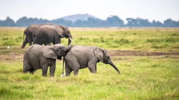 Dos Elefantes Jóvenes Jugando Juntos África Animales Lindos Parque Amboseli —  Fotos de Stock