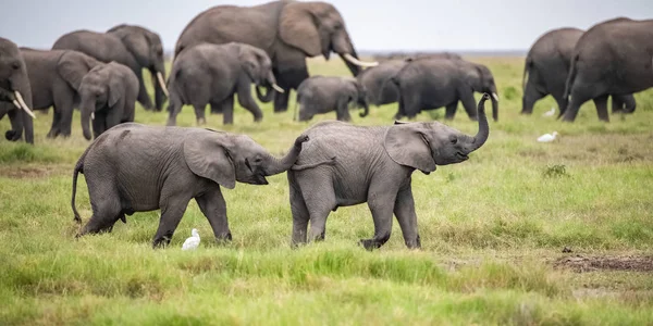 Two Young Elephants Playing Together Africa Cute Animals Amboseli Park — Free Stock Photo