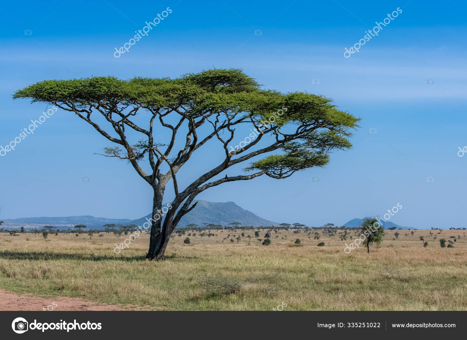 diepvries Statistisch Wiegen Serengeti Plains Panorama Savannah Typical Big Acacia Tree — Free Stock  Photo © pascalegueret #335251022