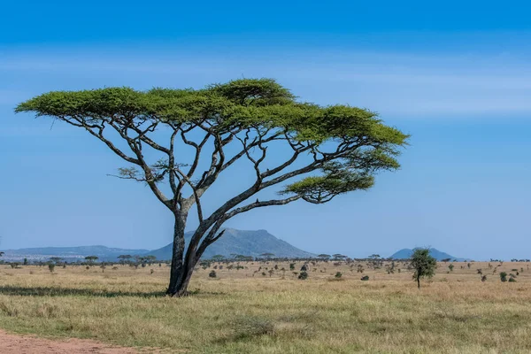Равнины Серенгети Панорама Саванны Типичным Большим Деревом Акации — Бесплатное стоковое фото