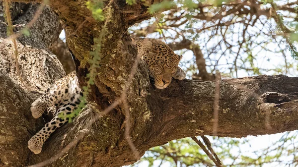 Grande Leopardo Selvatico Che Dorme Albero Africa — Foto Stock