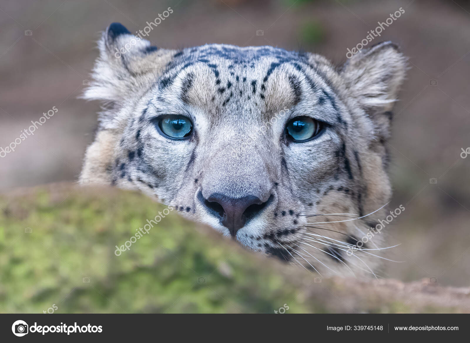 Snow Leopard Panthera Uncia Hidden Rock Hunting Free Stock Photo C Pascalegueret