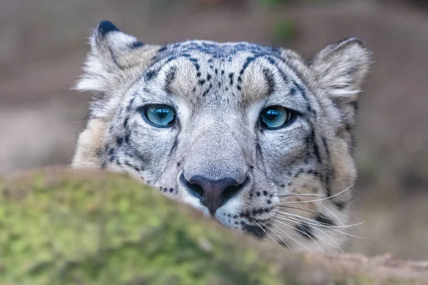 Leopard Zăpadă Panthera Uncia Ascuns Spatele Unei Stânci Vânătoare — Fotografie de stoc gratuită