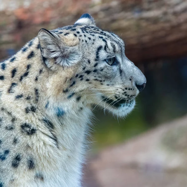 雪のヒョウ パンテラアンシア 肖像画 — ストック写真