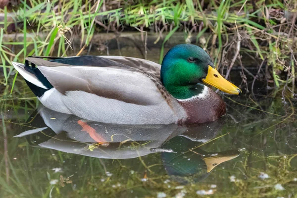 Pato Mallard Lagoa Com Reflexão Sobre Água — Fotografia de Stock