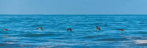 カリフォルニアの海の上を飛んでいる茶色のペリカン — ストック写真