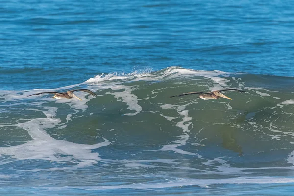 Bruine Pelikanen Die Laag Boven Een Grote Golf Vliegen Californië — Stockfoto
