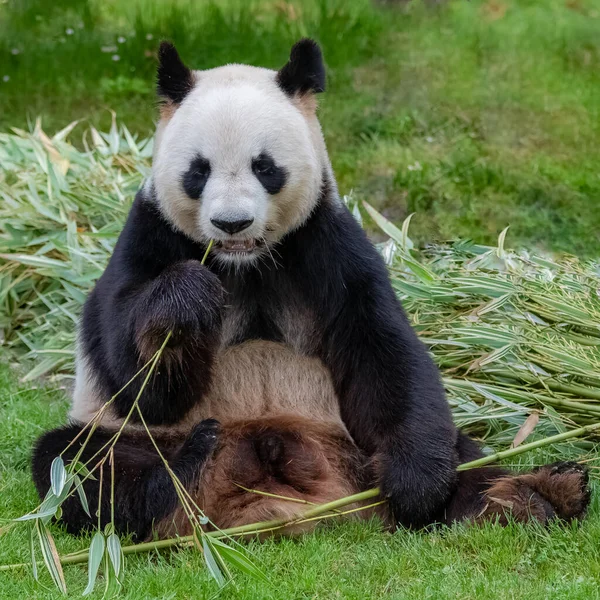 Junger Riesenpanda Frisst Bambus Gras Portrait — Stockfoto