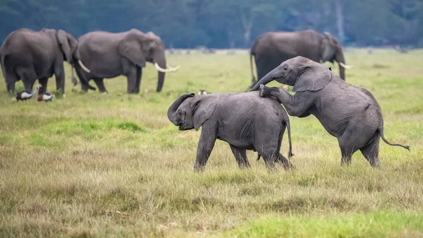 Dos Elefantes Jóvenes Jugando Juntos África Animales Lindos Parque Amboseli —  Fotos de Stock