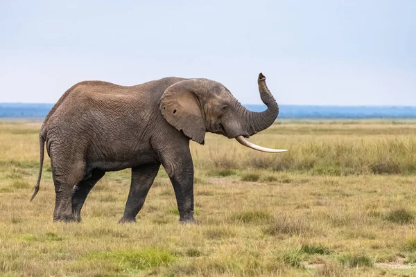 Viejo Elefante Caminando Sabana África Hermoso Animal Parque Amboseli Kenia — Foto de Stock