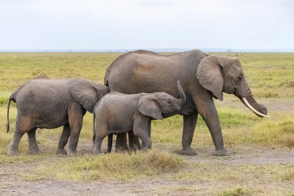 Семья Слонов Гуляет Саванне Африке Красивые Животные Парке Амбосели Кении — стоковое фото