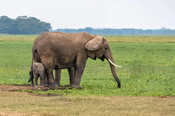 Een Olifantenfamilie Wandelend Savanne Afrika Prachtige Dieren Het Amboseli Park — Stockfoto